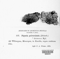 Physconia pulverulenta image
